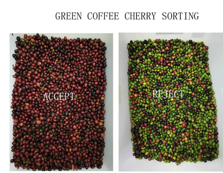 Máquina clasificadora de color de granos de café cereza