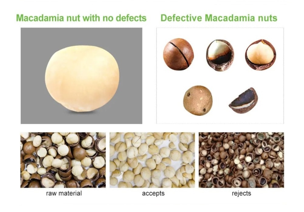 Clasificadora de color macadamia en Guatemala
        